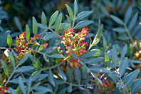 Pistacia lentiscus